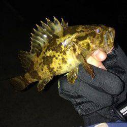 谷川漁港のメバリング&ガシリング35㎝のアコウ