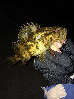 谷川漁港のメバリング&ガシリング35㎝のアコウ