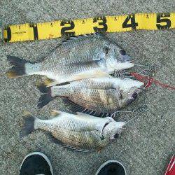 エビ撒きでキビレ〜コツは針に大小のエビを２匹つけること