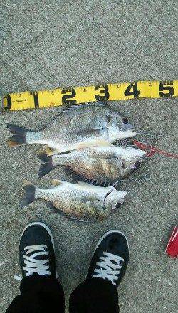 エビ撒きでキビレ〜コツは針に大小のエビを２匹つけること