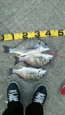 エビ撒きでキビレ〜コツは針に大小のエビを２…