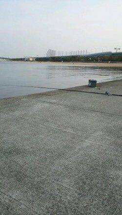 エビ撒きでキビレ〜コツは針に大小のエビを２匹つけること