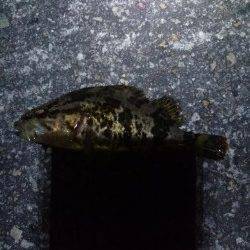 メバルのアタリあるが乗らず〜高砂港メバリングでガシラ・タケノコ