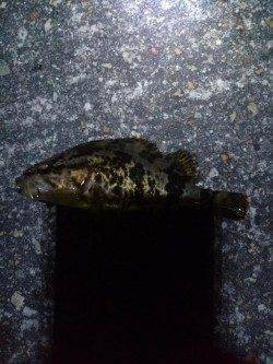 メバルのアタリあるが乗らず〜高砂港メバリングでガシラ・タケノコ