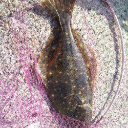 磯ノ浦　アジののませ釣りで良型ヒラメが2枚☆