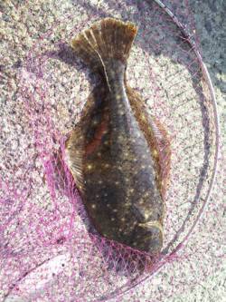 磯ノ浦 アジののませ釣りで良型ヒラメが2枚…