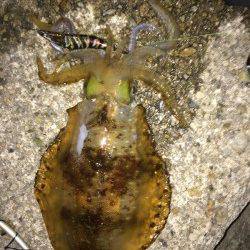 アジュール舞子～西舞子　仕事帰りのエギングでアオリイカ820g