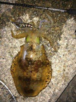 アジュール舞子～西舞子　仕事帰りのエギングでアオリイカ820g