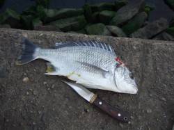 市川河口投げでキビレ38cm！ ウキではガ…