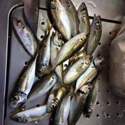 北港魚つり公園午後１時頃からアジがポツポツと釣れ出しました