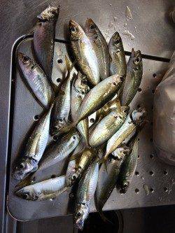 北港魚つり公園午後１時頃からアジがポツポツと釣れ出しました