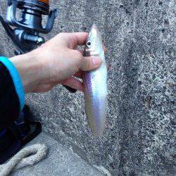 南紀投げ&ライトゲーム釣行記【yamagoon氏　連載記事】