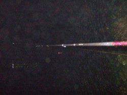 本荘人工島、投げ釣りでキス&ウキ釣りでガシラ・アナゴ