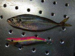 北港魚つり公園午後１時頃からアジがポツポツと釣れ出しました