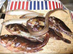 本荘人工島、投げ釣りでキス&ウキ釣りでガシラ・アナゴ