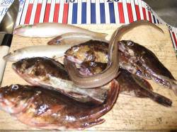 本荘人工島、投げ釣りでキス&ウキ釣…