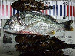 市川河口投げでキビレ38cm！ ウキではガシラ・タケノコメバル