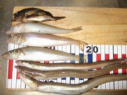 キス狙いで本荘人工島へ、暗くなってからはウキでアナゴ釣り