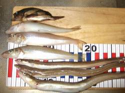 キス狙いで本荘人工島へ、暗くなってからはウ…