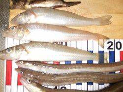 キス狙いで本荘人工島へ、暗くなってからはウキでアナゴ釣り