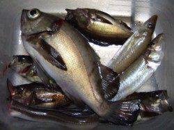 本荘人工島で投げ釣り&ウキ釣り〜キス・メバル・アナゴ