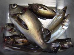 本荘人工島で投げ釣り&ウキ釣り〜キ…