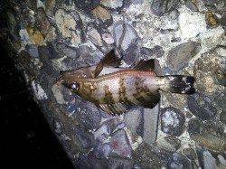 深日漁港でアオイソメを使ってウキ釣り 〜メバル・アジ〜