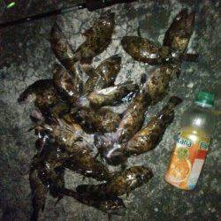 雑賀崎周辺メバリングでランガン〜リリース含めメバル・ガシラ30尾ほど