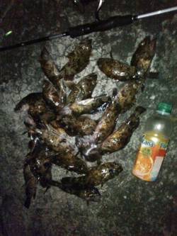 雑賀崎周辺メバリングでランガン〜リリース含…