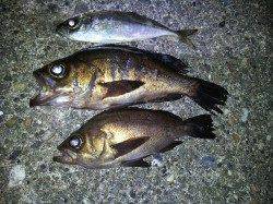 深日漁港でアオイソメを使ってウキ釣り 〜メバル・アジ〜