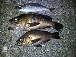 深日漁港でアオイソメを使ってウキ釣り　〜メ…