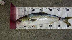 メジロ2.8kg！！芳養堤防からのイワシのませ釣り