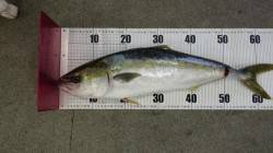 メジロ2.8kg！！芳養堤防からのイワシの…