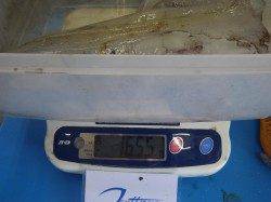 堺堤防でのヤエン釣果〜アオリイカ1650g&1990g