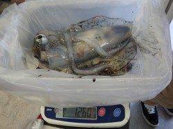 みなべ堺の沖磯にてエギングでアオリイカ