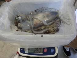 みなべ堺の沖磯にてエギングでアオリイカ