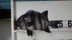 地磯で粘って石鯛！富田袋地磯