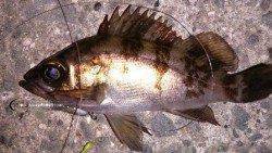 食コン沖向きテトラ〜泉佐野漁港でガシラ&メバル