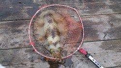 小引の筏でアオリイカ〜ヤエンで2.0kgクラス&エギングで1.0kgなど