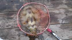 小引の筏でアオリイカ〜ヤエンで2.0kgク…