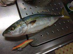 北港魚つり公園　カゴ釣りでハマチ48.5cm☆