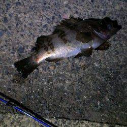 小浜エリアでのメバリング〜岸壁沿いに狙うとちょこちょこ当たりあり