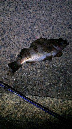 小浜エリアでのメバリング〜岸壁沿いに狙うとちょこちょこ当たりあり