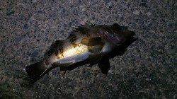 小浜エリアでのメバリング〜岸壁沿いに狙うとちょこちょこ当たりあり