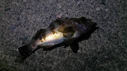 小浜エリアでのメバリング〜岸壁沿いに狙うと…