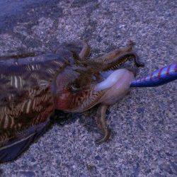 宇久にてエギング、ズシンと重い手応えで良サイズのコウイカ(^_^)v