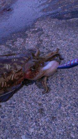 宇久にてエギング、ズシンと重い手応えで良サイズのコウイカ(^_^)v