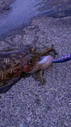 宇久にてエギング、ズシンと重い手応えで良サ…