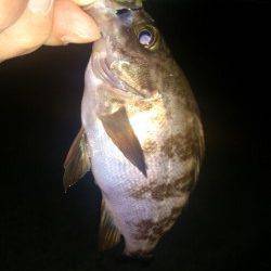 大蔵海岸でのメバリング釣果