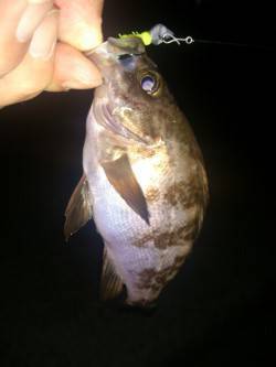 大蔵海岸でのメバリング釣果